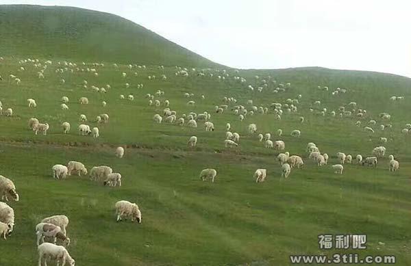 女孩放生六千头羊