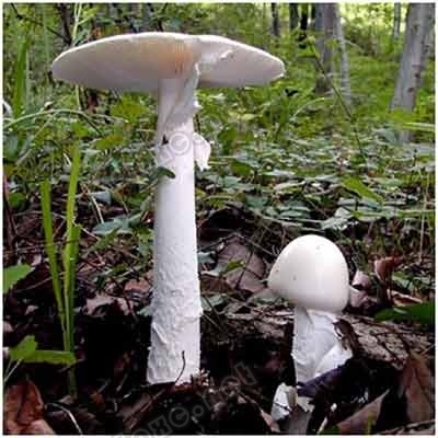 有毒蘑菇分辨 