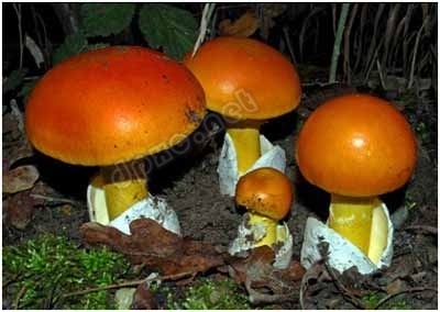 有毒蘑菇分辨 