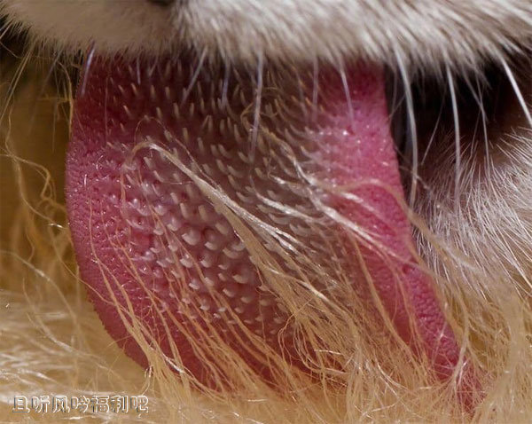猫舌头