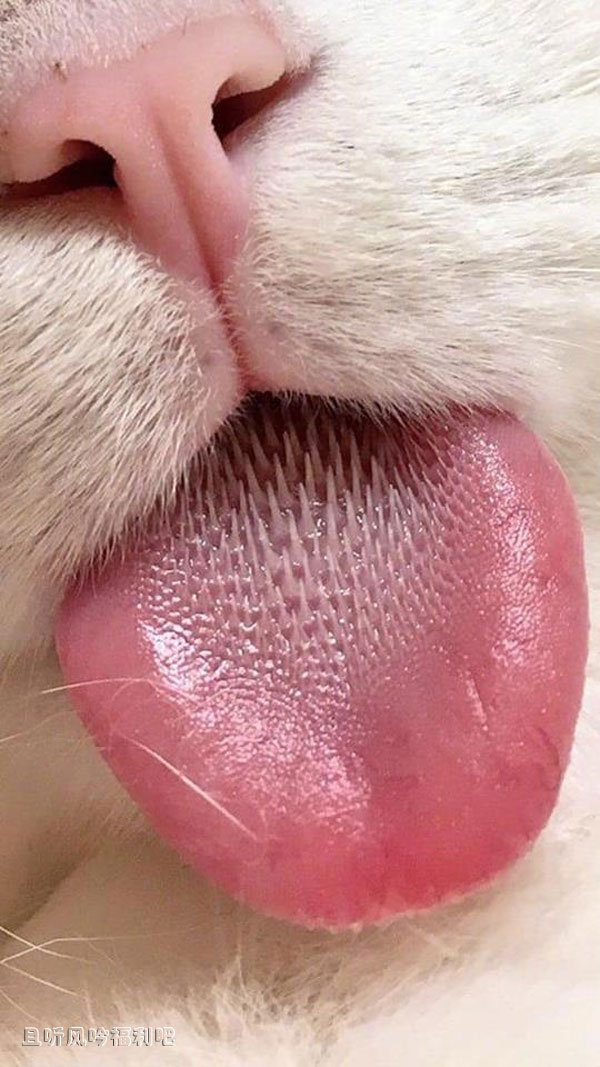 猫舌头2