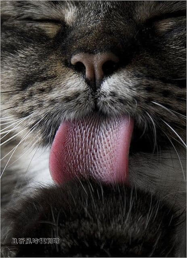 猫舌头3