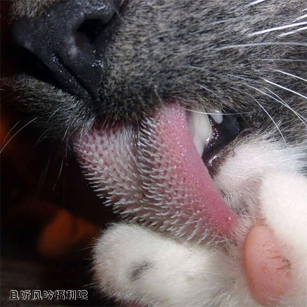 猫舌头5