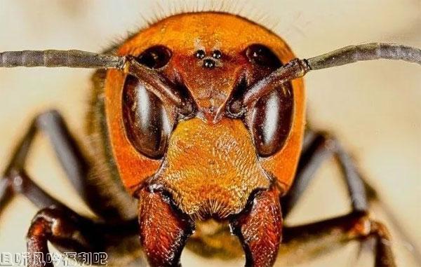 亚洲巨蜂（Asian giant hornet）
