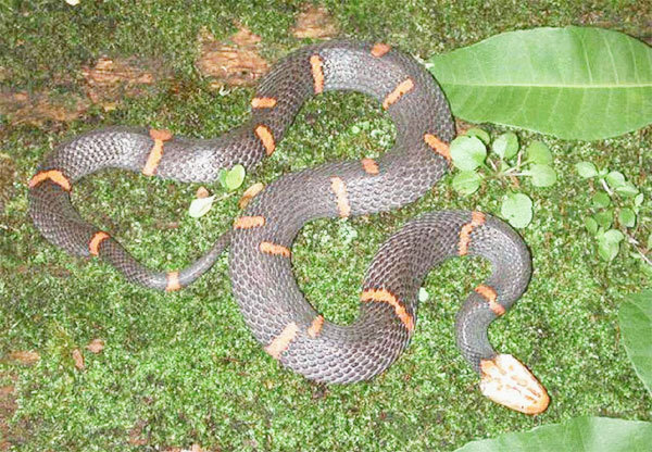 喜玛拉雅白头蛇